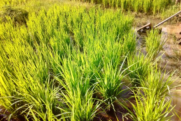 rice-farm